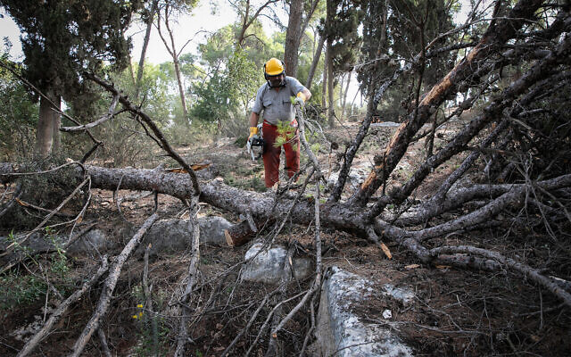 Illustrative: KKL-JNF workers and volunteers in the Masrik Forest in northern Israel, October 25, 2018. (Anat Hermony/Flash90) Illustrative: KKL-JNF workers and volunteers in the Masrik Forest in northern Israel, October 25, 2018. (Anat Hermony/Flash90)