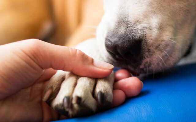 Illustrative: A woman with her dog (sanjagrujic; iStock via Getty Images) Illustrative: A woman with her dog (sanjagrujic; iStock via Getty Images)