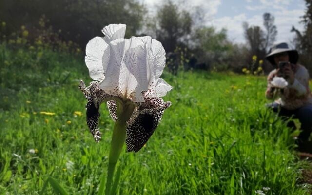 The Nazareth Iris. (Yuval Sapir) The Nazareth Iris. (Yuval Sapir)