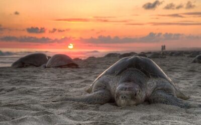 Olive ridley turtle nesting on Escobilla Beach, Oaxaca, Mexico. (Claudio Giovenzana www.longwalk.it, CC BY-SA 3.0, Wikimedia Commons)