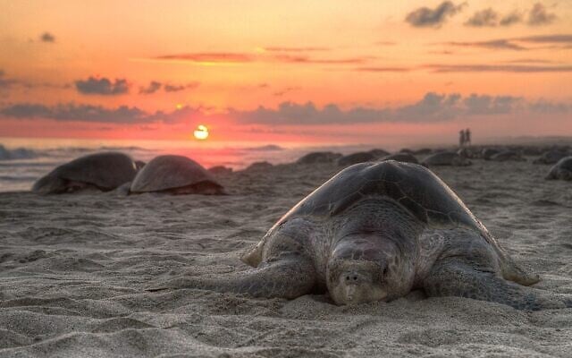 Olive ridley turtle nesting on Escobilla Beach, Oaxaca, Mexico. (Claudio Giovenzana www.longwalk.it, CC BY-SA 3.0, Wikimedia Commons)