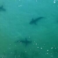 An aerial view of sharks swimming in the shallow Mediterranean Sea water off the Israeli coastal town of Hadera, north of Tel Aviv. (JACK GUEZ / AFP)