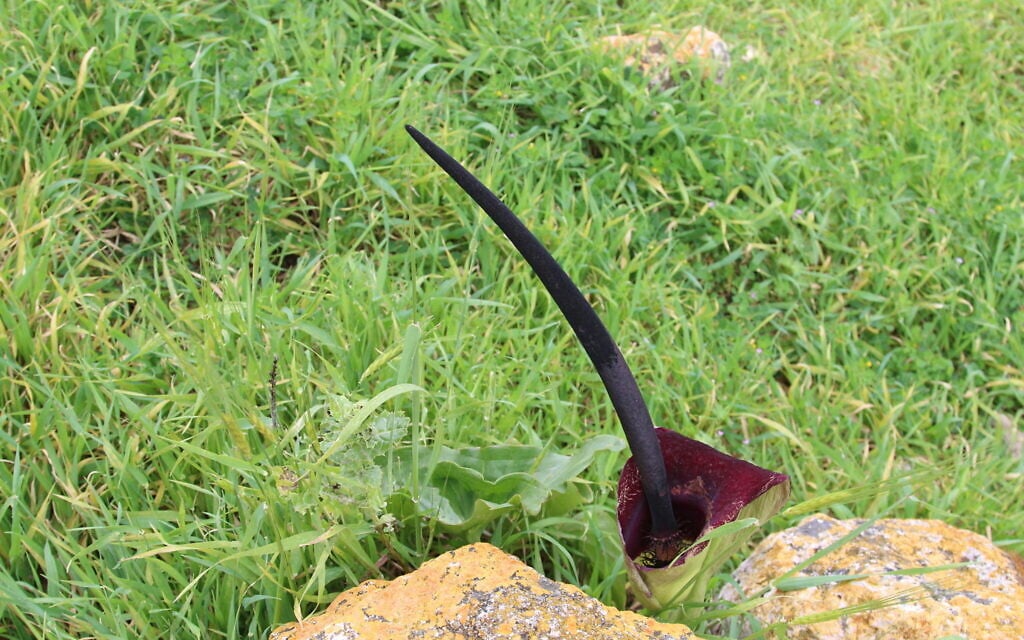 The Palestine arum is found near Tel Tzafit. (Shmuel Bar-Am)