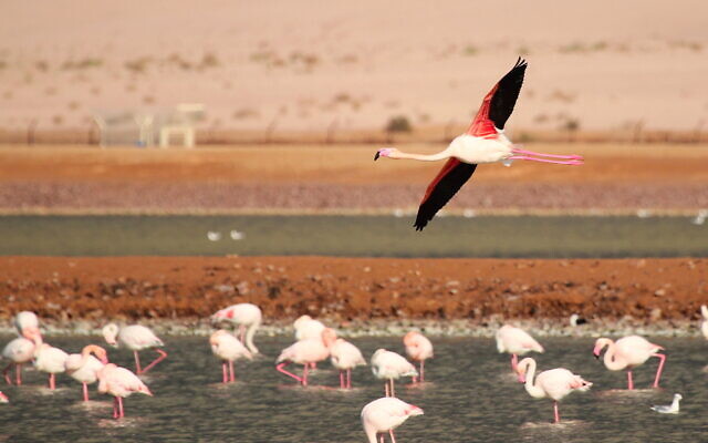 Greater flamingo at the International Birding and Research Center Eilat. (Noam Weiss, IBRCE) Greater flamingo at the International Birding and Research Center Eilat. (Noam Weiss, IBRCE)