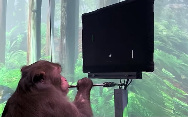 A macaque plays pong with its mind as a part of a project by Elon Musk startup Neuralink. (Screenshot/YouTube) A macaque plays pong with its mind as a part of a project by Elon Musk startup Neuralink. (Screenshot/YouTube)