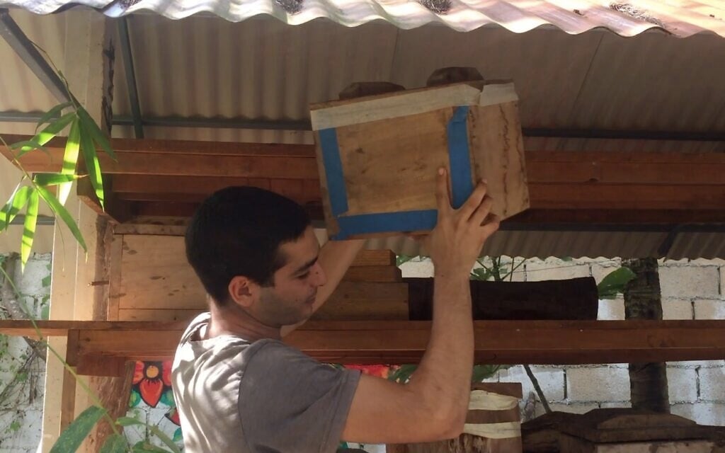 Nataniel Sagi lowers a box containing an old beehive at his bee sanctuary on Cozumel Island in Mexico, March 2021. (Julie Masis)