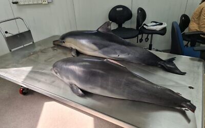 Two dead dolphins found on Israel's Mediterranean coast await autopsy at the Morris Kahn Center for Marine Research, April 6, 2021. (Dr Aviad Sheinin)