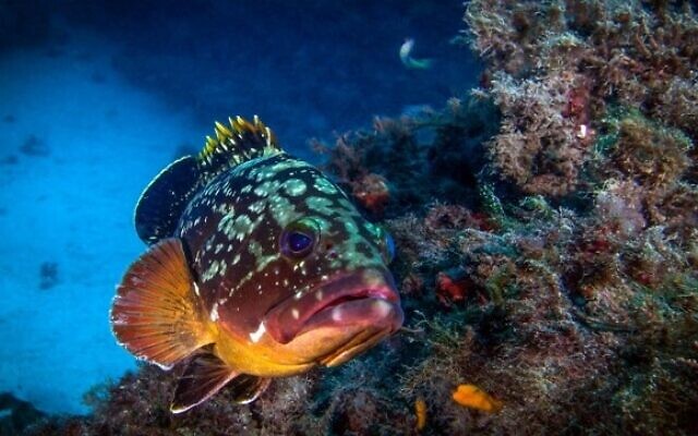 Dusty grouper. (Dr Shevy Rothman) Dusty grouper. (Dr Shevy Rothman)