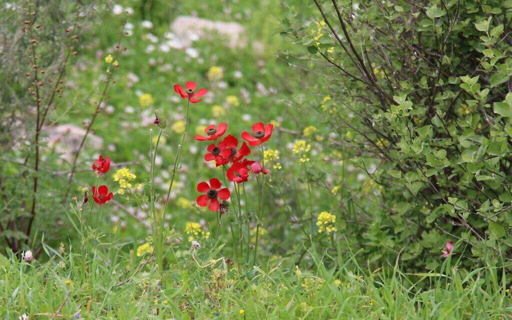 Flowers dotting the path to the top of Tel Tzafit. (Shmuel Bar-Am)
