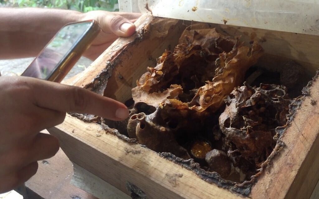 Nataniel Sagi shows the inside of a beehive at his sanctuary on Cozumel Island in Mexico, March 2021. (Julie Masis)