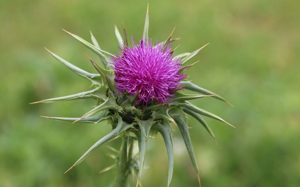 A milk thistle found along the trail leading up to Tel Tzafit. (Shmuel Bar-Am)
