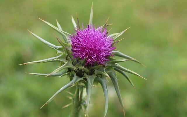 A milk thistle found along the trail leading up to Tel Tzafit. (Shmuel Bar-Am)