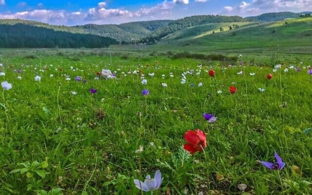 Peace Valley in spring. (Headquarters, the Protest to Save Peace Valley)