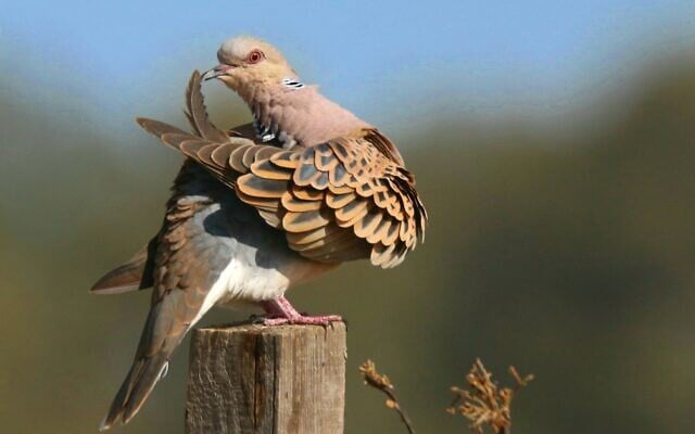 European turtledove. (Ehud Fast)