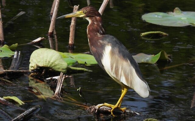 A Chinese pond heron observed in Israel for the first time, April 20, 2021, in Jerusalem's Botanical Garden. (Ori Fragman-Sapir/Jerusalem Botanical Garden) A Chinese pond heron observed in Israel for the first time, April 20, 2021, in Jerusalem's Botanical Garden. (Ori Fragman-Sapir/Jerusalem Botanical Garden)