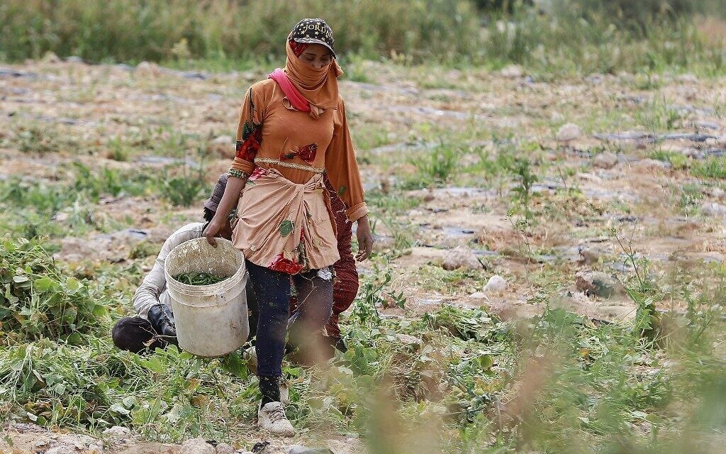 A Jordanian woman harvests green beans at a farm in Ghor al-Haditha, around 80km south of the capital Amman, April 20, 2021. (Khalil MAZRAAWI / AFP) A Jordanian woman harvests green beans at a farm in Ghor al-Haditha, around 80km south of the capital Amman, April 20, 2021. (Khalil MAZRAAWI / AFP)