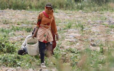 A Jordanian woman harvests green beans at a farm  in Ghor al-Haditha, around 80km south of the capital Amman, April 20, 2021. (Khalil MAZRAAWI / AFP)