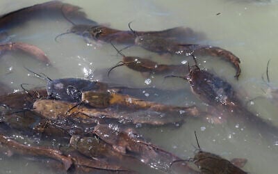 Catfish swim in Ein Afek Nature Reserve, east of Kiryat Bialik, Israel, on April 24, 2015. (Nati Shohat/Flash90)