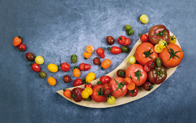 Agtech firm TomaTech says it has cracked the DNA to create resistance to the tomato brown rugose fruit virus (ToBRFV). Agtech firm TomaTech says it has cracked the DNA to create resistance to the tomato brown rugose fruit virus (ToBRFV).