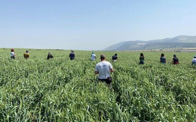 Hashomer Hachadash farm volunteers pick a field of wheat, as part of the SunDo app that matches farmers with volunteers (Courtesy Hashomer Hachadash)