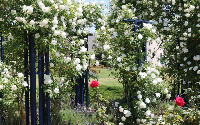 Climbing iceberg roses at the Wohl Rose Park's Vienna Garden in Jerusalem, April 2021. (Shmuel Bar-Am)