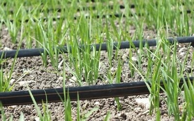 Drip-irrigated rice crops in Turkey. (Netafim)