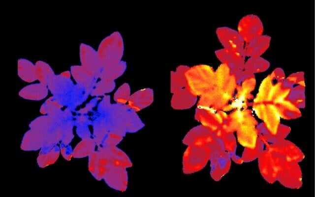 Leaves of a control potato plant (L) and a genetically engineered one. (Courtesy, Shilo Rosenwasser) Leaves of a control potato plant (L) and a genetically engineered one. (Courtesy, Shilo Rosenwasser)