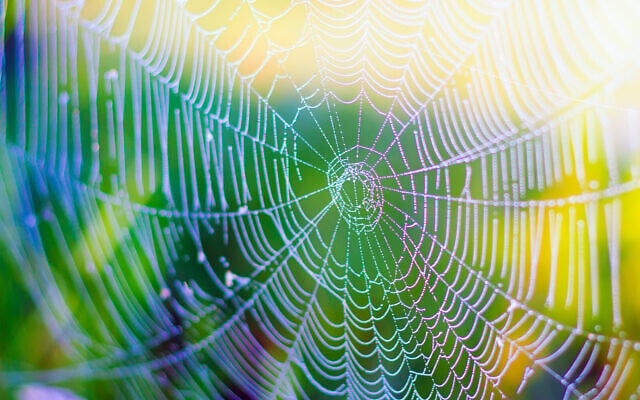 An illustrative image of a spider web and spider silk (Roman Budnyi; iStock by Getty Images) An illustrative image of a spider web and spider silk (Roman Budnyi; iStock by Getty Images)
