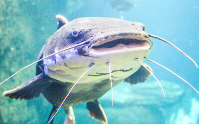The study's authors found '...significant numbers of scaleless fish remains, especially catfish.' (iStock)