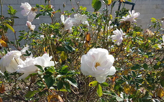 Iceberg roses at the Wohl Rose Park in Jerusalem, April 2021. (Shmuel Bar-Am)
