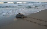A female turtle fitted with a transmitter for research returns to the Mediterranean Sea. (Yaniv Levy, INPA)