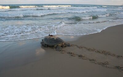 A female turtle fitted with a transmitter for research returns to the Mediterranean Sea. (Yaniv Levy, INPA)