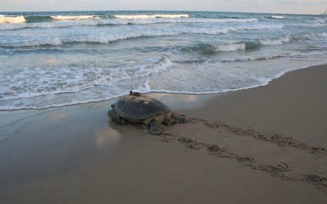 A female turtle fitted with a transmitter for research returns to the Mediterranean Sea. (Yaniv Levy, INPA) A female turtle fitted with a transmitter for research returns to the Mediterranean Sea. (Yaniv Levy, INPA)