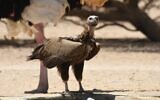 A lappet-faced vulture visits the Hai Bar Nature Reserve at Yotvata in southern Israel, April 29 2021. (Noam Weiss/ International Birding and Research Center, Eilat)