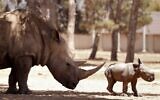 A newborn rhinoceros stands next to his 11-year-old mother Rihanna, at the Ramat Gan Safari, an open-air zoo near Tel Aviv, on June 6, 2021. (JACK GUEZ / AFP)