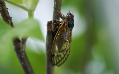 An adult cicada in Washington, May 6, 2021. (AP Photo/Carolyn Kaster)