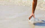 A woman touches a jellyfish at beach in Netanya on April 30, 2014. (Chen Leopold/Flash90)