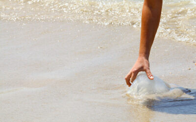 A woman touches a jellyfish at beach in Netanya on April 30, 2014. (Chen Leopold/Flash90)