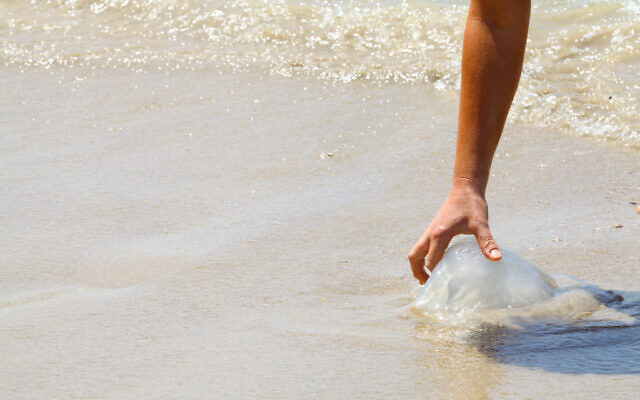 A woman touches a jellyfish at beach in Netanya on April 30, 2014. (Chen Leopold/Flash90)
