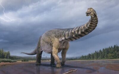 An illustration of ‘Cooper’, the largest dinosaur found in Australia. (Vlad Konstantinov/Queensland and Eromanga Natural History museums)
