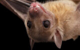 An Egyptian fruit bat (Seregraff via iStock by Getty Images)