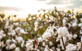 An illustrative image of a cotton field plantation (Mailson Pignata; iStock by Getty Images)