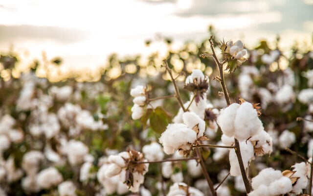An illustrative image of a cotton field plantation (Mailson Pignata; iStock by Getty Images) An illustrative image of a cotton field plantation (Mailson Pignata; iStock by Getty Images)