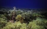 Marine life in the Achziv Rosh Hanikra marine reserve in northern Israel. (Omri Omessi, Israel Nature and Parks Authority)