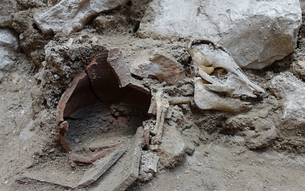 Articulated pig skeleton as found in City of David excavation. (Oscar Bejerano, Israel Antiquities Authority) Articulated pig skeleton as found in City of David excavation. (Oscar Bejerano, Israel Antiquities Authority)