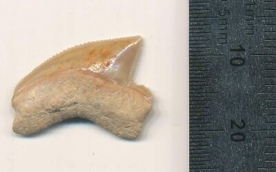 A fossilized Squalicorax tooth found in an archaeological dig in Jerusalem's City of David (© Omri Lernau)