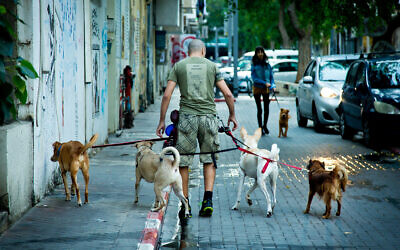 A man walks dogs in the south Tel Aviv neighborhood of Florentine, on November 6, 2018. (Moshe Shai/Flash90)