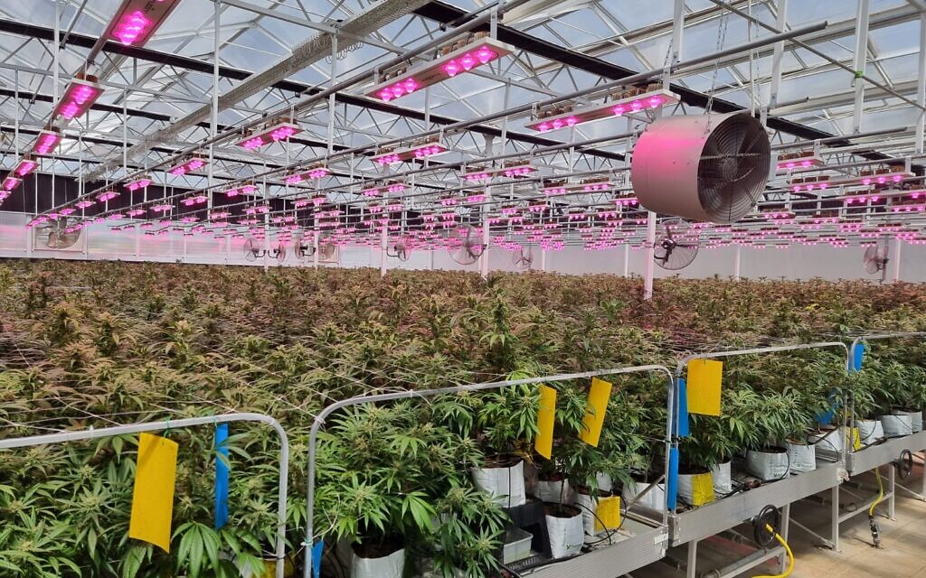 Medical-grade cannabis growing on tables in Israel. (Courtesy Israeli Medical Cannabis Agency)
