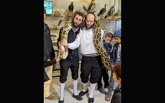 Visitors to the Biblical Museum of Natural History in Beit Shemesh, Israel, hold Cuddles, the Burmese python whose offspring are hatching in 2021. (The Biblical Museum of Natural History)