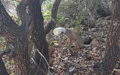 A fox pictured with its head stuck in a mayonnaise container. (Nir Hershkovitz, Israel Nature and Parks Authority)